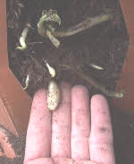 Embryo potatoes waiting to enlarge into eatable tubers