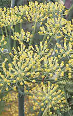 Fennel - sweet tasting herb