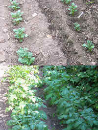 Growing potatoes is a healthy job worth every bit of time & effort