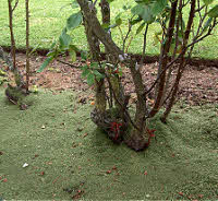 Mulch Border Roses With Lawn Trimmings Lawn Mulch For Roses