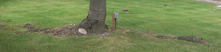 Tree Roots Invade Growing Lawns