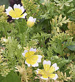 Poached Egg Plant - Limnanthes douglasii