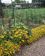 Organic Garden Flower Border