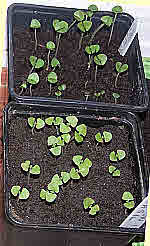 pot basil seedlings