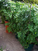 Several Potato Bins in Yard