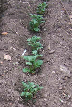 potato furrow