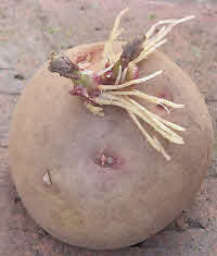 potato tuber shooting with stolons