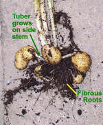 Potato Tubers are Stem Tubers