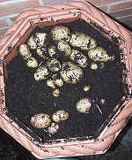 potato bin showing a good crop of spuds under the compost