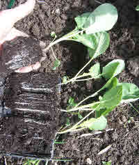 Cauliflowers transplanted from rootrainers