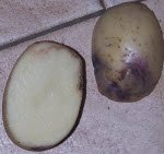 Rotting Potato Tuber