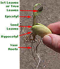 hypogeal germination in runner bean