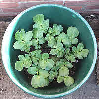 Tub Growing Young Potato Plants