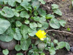 Lesser Celandine