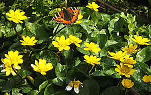 Tortoise Shell on Celandine