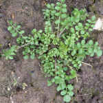 Bitter Cress an Annual Weed