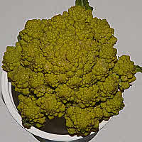 -Romanesco- Ornate Cauliflower