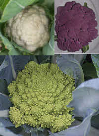 Romanesco Cauliflower