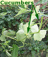 Cucumber - Femspot