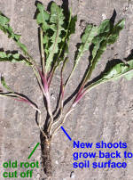 Dandelion regrowth tap root