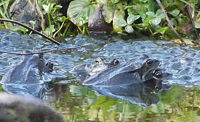 Frogs - the more the merrier.