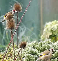 Goldfinch feeding on Teasel in February.