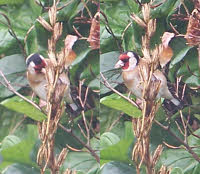 Goldfinch beautifully colorful with a lovely summer song.