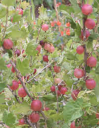 Gooseberry Pax ripens from pale to deep red