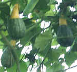 Gourd fruit hang down prettily as the plant climbs my runner bean arch