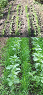 Rye & Field Beans growing as a 'Green Manure'