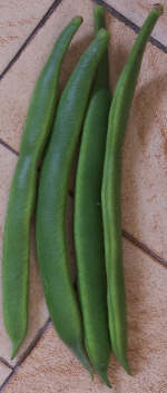 growing runner beans provides tasty pods to eat fresh or to freeze