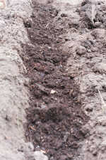 ground prepared for growing runner beans by filling a trench with garden compost in autumn/winter