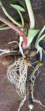 Pretty Lesser Celandine Root Tubers