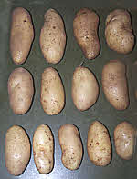 Clean & Sorted Potato 'Juliet' 