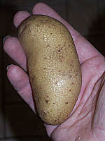 Potato Tuber - 'Juliet'