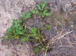 Creeping Buttercup - Ranunculus repens - weed
