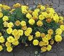 companion plant tagetes patula 'safari bee'