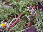 Dandelion - Taraxicum - weed