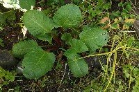 Houttuynia cordata, Primula, Carex