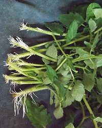 Rooting Tomato Cuttings Water