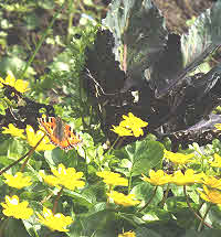 Celandine with cabbage attracts butterfly