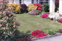 Blooming garden Azaleas & Rhododendrons