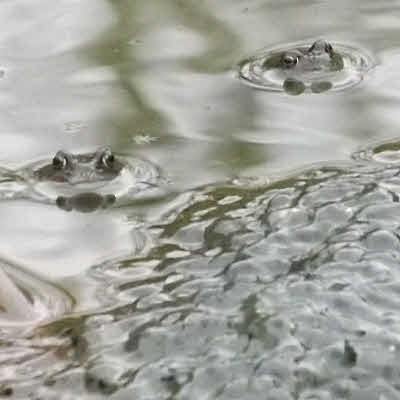 Frogs blink & smile for my camera.