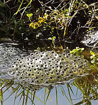 Frog spawn appears late February