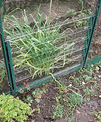 Garlic Chives - clean fresh flavour