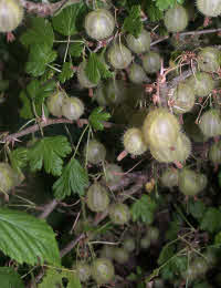 Gooseberry Invicta good reliable cropper & early