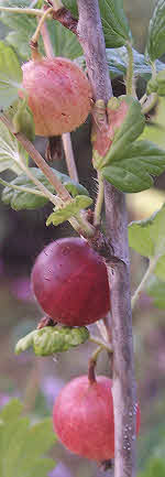 Gooseberry Pax ripens from pale to deep red