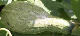 Pale green gourd that grew horizontally