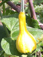 Yellow & green bi-coloured gourd