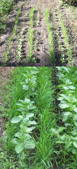 Rye & Field Beans growing as a 'Green Manure'